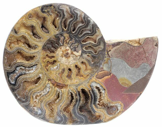 Split Black/Orange Ammonite (Half) - Unusual Coloration #55692